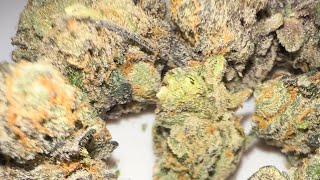 Jealousy X BlackBerry Cheesecake Strain Review  : strainafterstrain