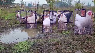 Yolo v11 C++ running on CPU