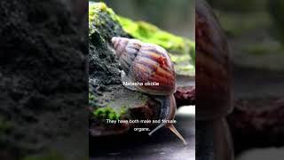 “This Snail Has Over 25,000 Teeth — Nature’s Slowest Superpower Revealed #america #australia #facts