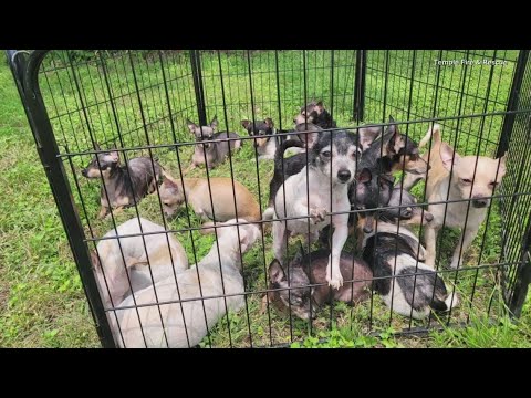 24 dogs pulled from house fire in Temple - YouTube