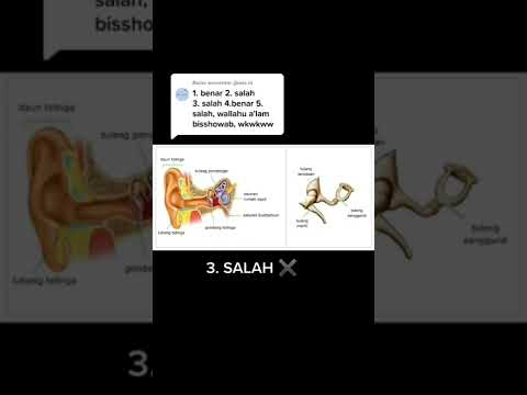 Video: Apa tulang terpendek di tubuh manusia?