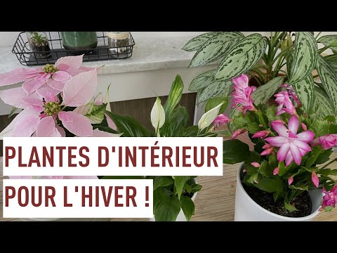 Vidéo: Quelles Fleurs Peuvent être Plantées Avant L'hiver