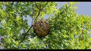 Cest Bzzz Bzzz Bzzzzzz