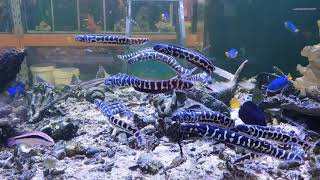 Engineer Goby at Le Aquatic, Sydney