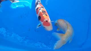 Fancy Tail Koi Fish