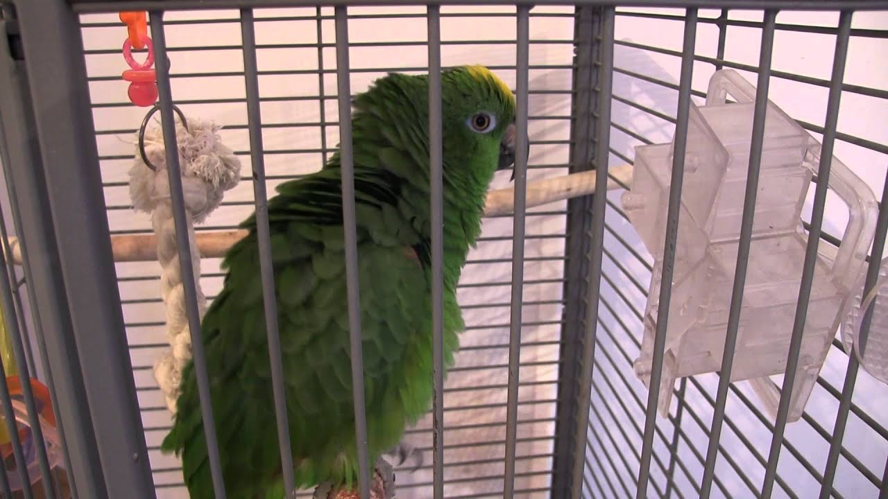 Dali Prica  - Amazon Parrot - Papagaj