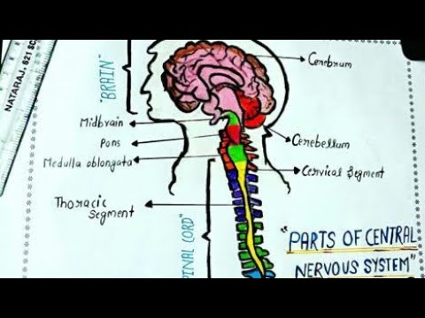 ||Introduction of Nervous System || Neuron || Part -1|| - YouTube