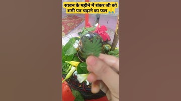 सावन के महीने में शिवलिंग पर शमी पत्र चढ़ाने का अनगिनत फल 🙏🚩🙏#pradeepmishra #trending #mahadev