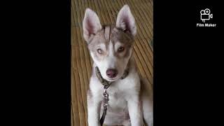 Special Memory - Wolverine De Leon