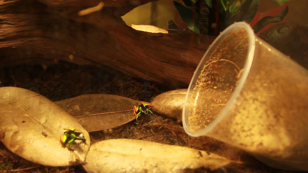 camera iphone 8 plus apk Mantella Baroni Feeding.