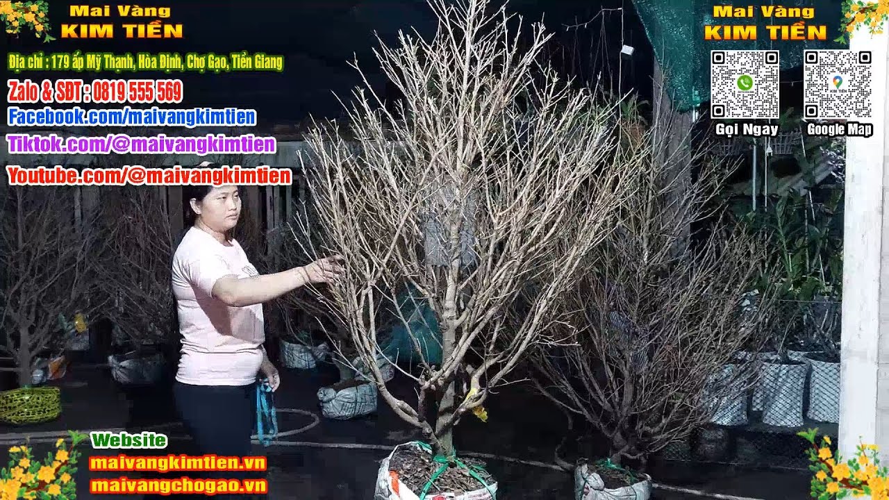 Mai Vàng Nhiều Nụ Đón Tết Bao Ship Toàn Quốc - Mai Vàng Kim Tiền Chợ Gạo