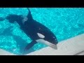 Ikaika and Orkid in Back Pool (8/4/12)