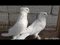 Асака кабутар бозор бугун зор булди #pigeons,doves, Голуби, Андижанские голуби