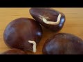 #밤 1편 발아시켜 키우기 How to grow chestnut from seeds