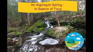 An Algonquin Spring  In Search of Trout