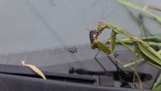 One armed praying mantis eats bug