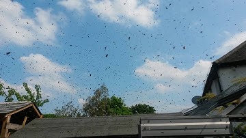 Swarm of honey bees arriving at bait hive