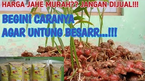 CARA MEMBUAT JAHE MERAH SERBUK.. MURAH, MUDAH DAN MENGUNTUNGKAN...!!