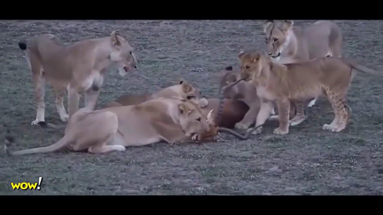 Animal Attacks 2017 Best of the Top 10 Amazing Animal Attacks YouTube