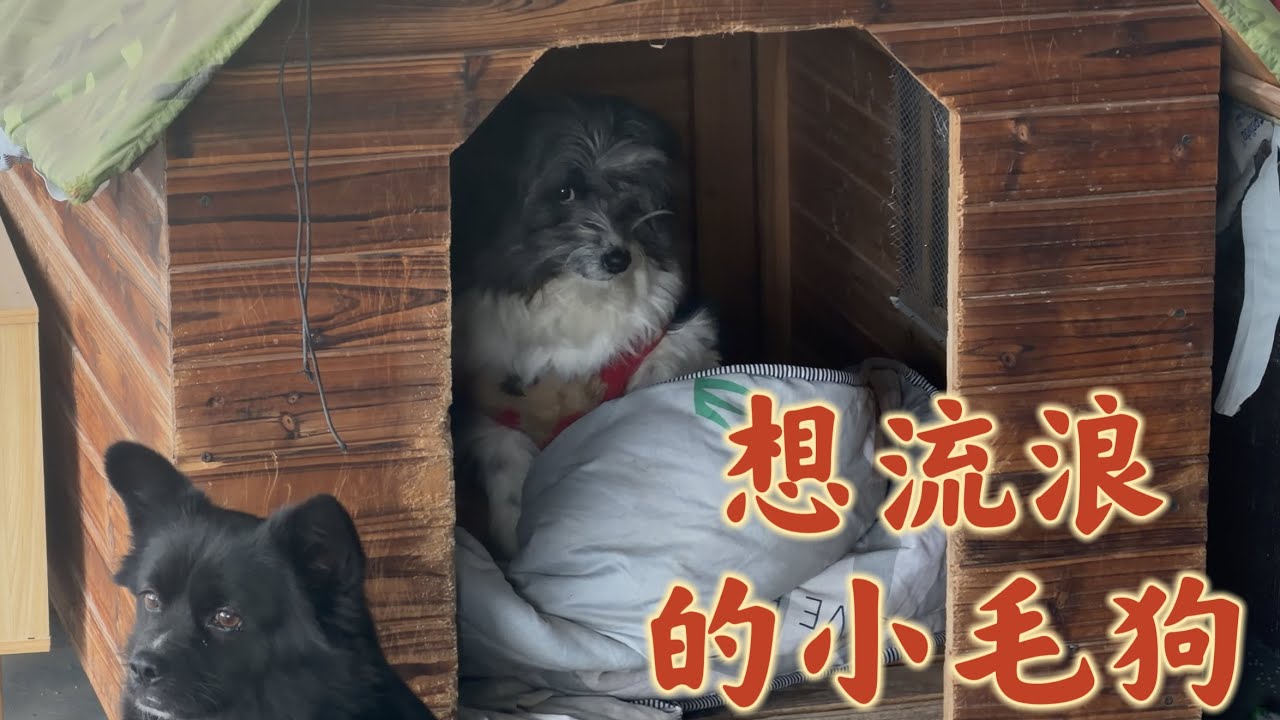 小毛狗作妖不断,为了流浪煞费苦心搞破坏,阿飞想尽一切办法挽留它流浪的心 - YouTube