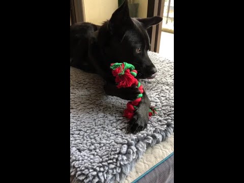 Charlie is back on her paws- rehabilitation from nerve paralysis at front leg