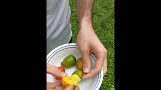 Jocote- Small fruit, Big flavor What Are Jocotes