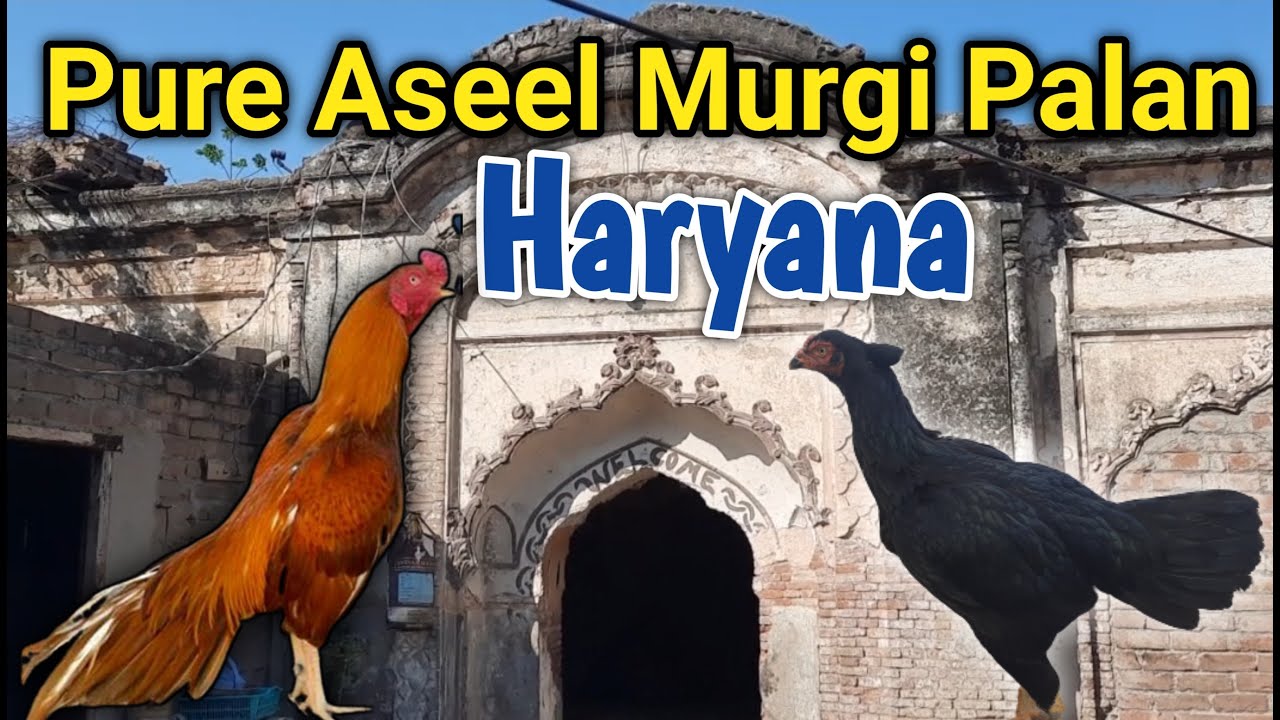 pure-aseel-murgi-palan-in-haryana-youtube