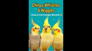 Cockatiel Cuteness Overload: 5 Minutes of Pure Joy
