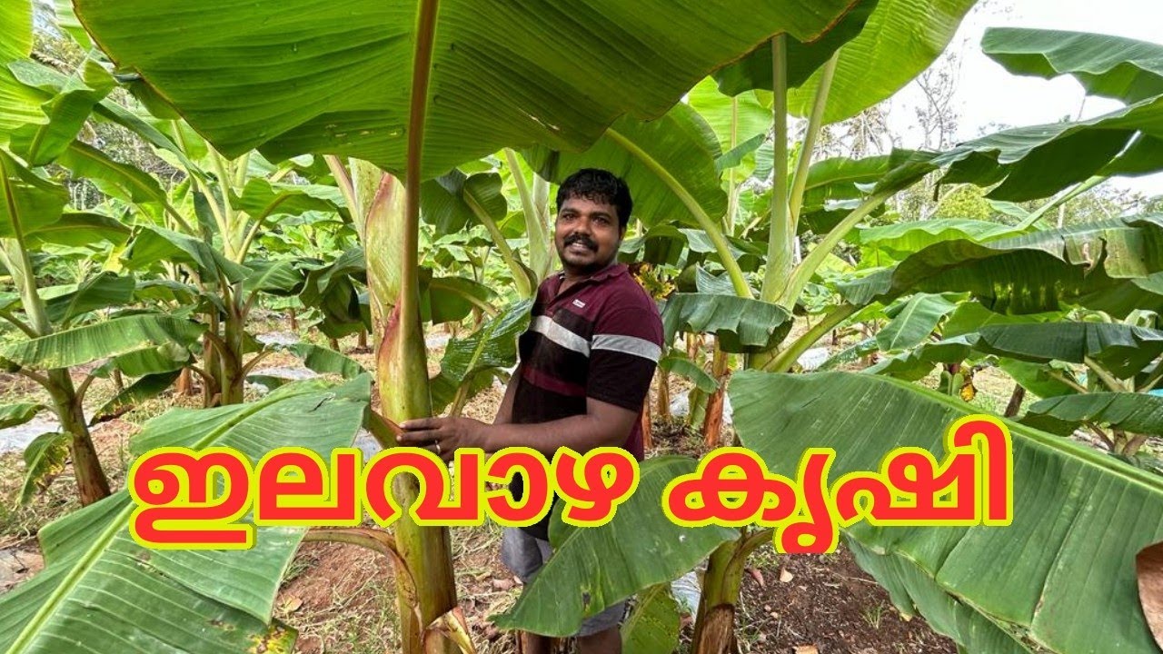 ഇലവാഴ കൃഷി