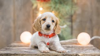 Mini Dachsunds CHRISTMAS PUPPIES!!! by Happy Tails Homestead 502 views 2 years ago 3 minutes, 52 seconds