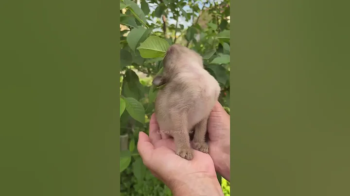 Watch the video about Funniest Cats That Will Make Your Day! 😹🐾 | Viral in USA & Top Countries #FunnyCats #shorts #cats