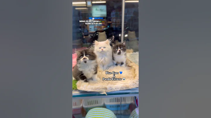 Video 11877981: persian cat kitten pet, persian kittens home