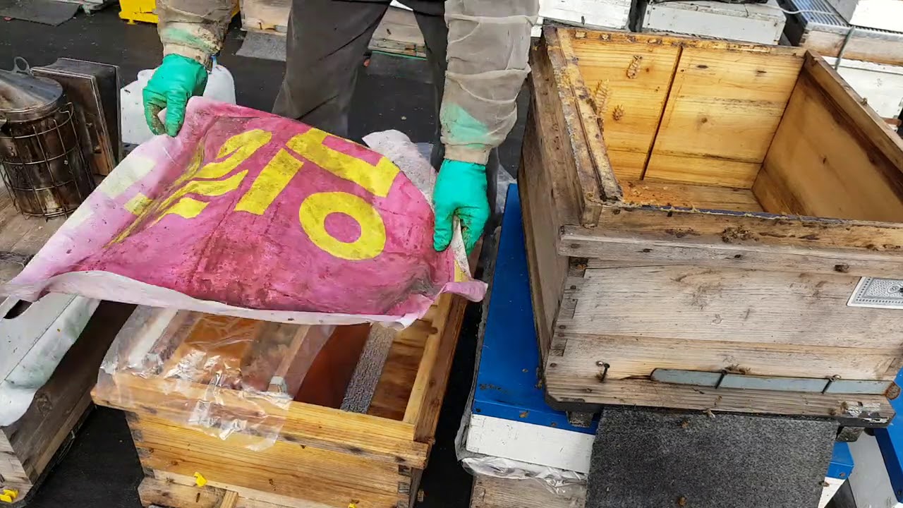 벌 깨우기 참고 하세요 0-12-28일