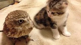総編集 ふくろうが飼いたくなるかわいい鳴き声 沢山な動画集 Owl Youtube