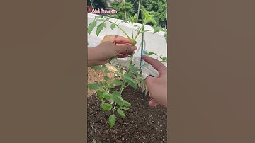 Cách cắt tỉa cho cây cà chua leo giàn #linhlamvuon #trồngrausânthượng #gardening #cachua