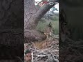 Owl Day vs Owl at Night 😱||#youtube #animals #owl #amanzingfacts #powerfulowl #owlrescue #owlrehab