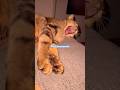 #lachat #chat #cat #cats