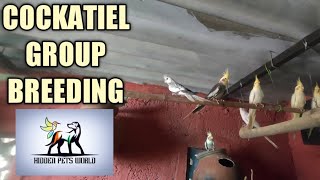 Cockatiels Group Breeding Status