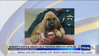 VIDEO: Help name the new Santa Rosa County K-9