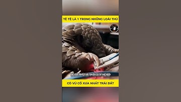 Tê Tê là 1 trong những loài thú có vú cổ xưa nhất trái đất - Tập 2 #animals #dongvat #thegioidongvat