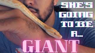 Match Highlights My New Pet Burmese Python! Is Getting a Giant Snake a Good Idea???