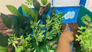 Rain Forest Biome(School Project)