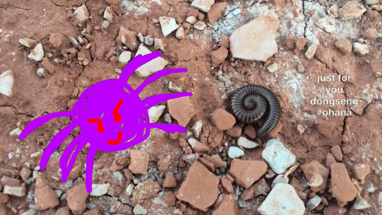 Real life insect fighting YouTube