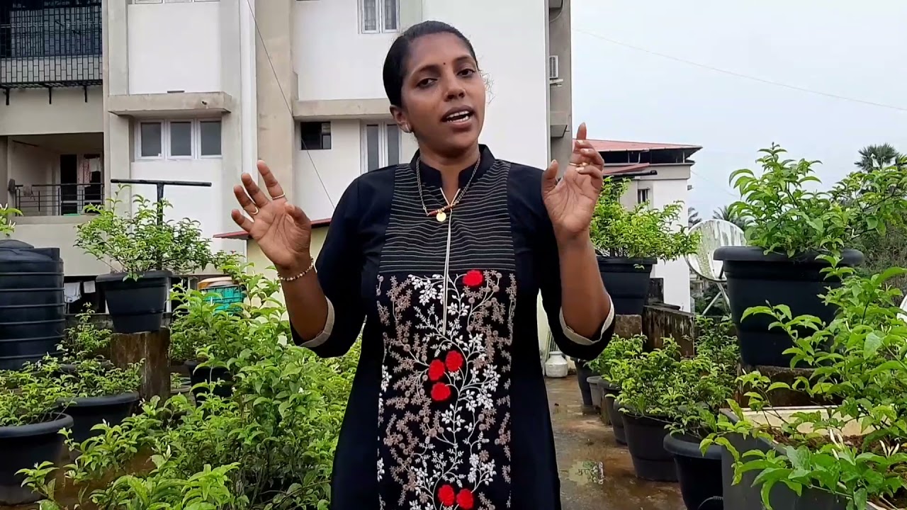 ಮಲ್ಲಿಗೆ ಗಿಡಕ್ಕೆ ಮೈಕ್ರೋಲಾ ಔಷಧಿ 15 ದಿನಕ್ಕೊಮ್ಮೆ ಸಿಂಪಡಣೆ ಮಾಡುವುದರಿಂದ ಉತ್ತಮ ಇಳುವರಿ ಪಡೆಯಬಹುದು.