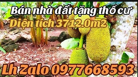 Quá khó khăng cần bán gấp lô đất vườn trái cây trả nợ ngân hàng xã lổ 50phần trăm