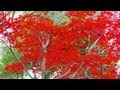 日本の秋とハロウィン もみじの歌 カラオケ Get Japanese friends Sing Japanese Song in fall Halloween