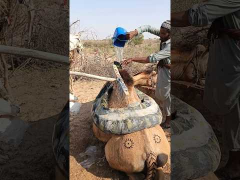 بمساعدة أداة خشبية ذات ستة رؤوس يقوم المالك بإزالة حمولة الجمل