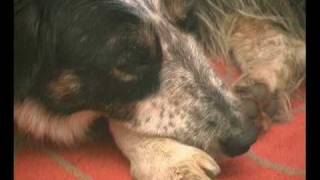 Border Collie Rescue - Nice Work - Theatre Trailer