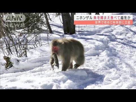 ニホンザルが魚食べて越冬　科学的立証は世界初(2022年1月11日)
