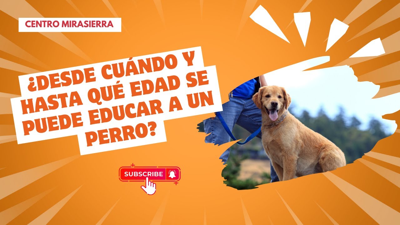 Clase 3: ¿Desde cuándo y hasta qué edad se puede educar a un perro?